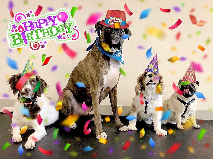 //www.thethinkingk9.com/wp-content/uploads/2017/12/DogBirthday.jpg