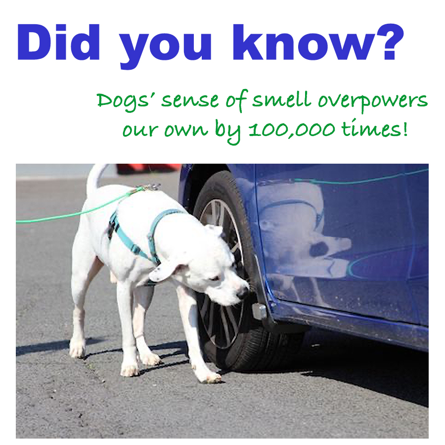 //www.thethinkingk9.com/wp-content/uploads/2020/06/nosework-nose.jpg